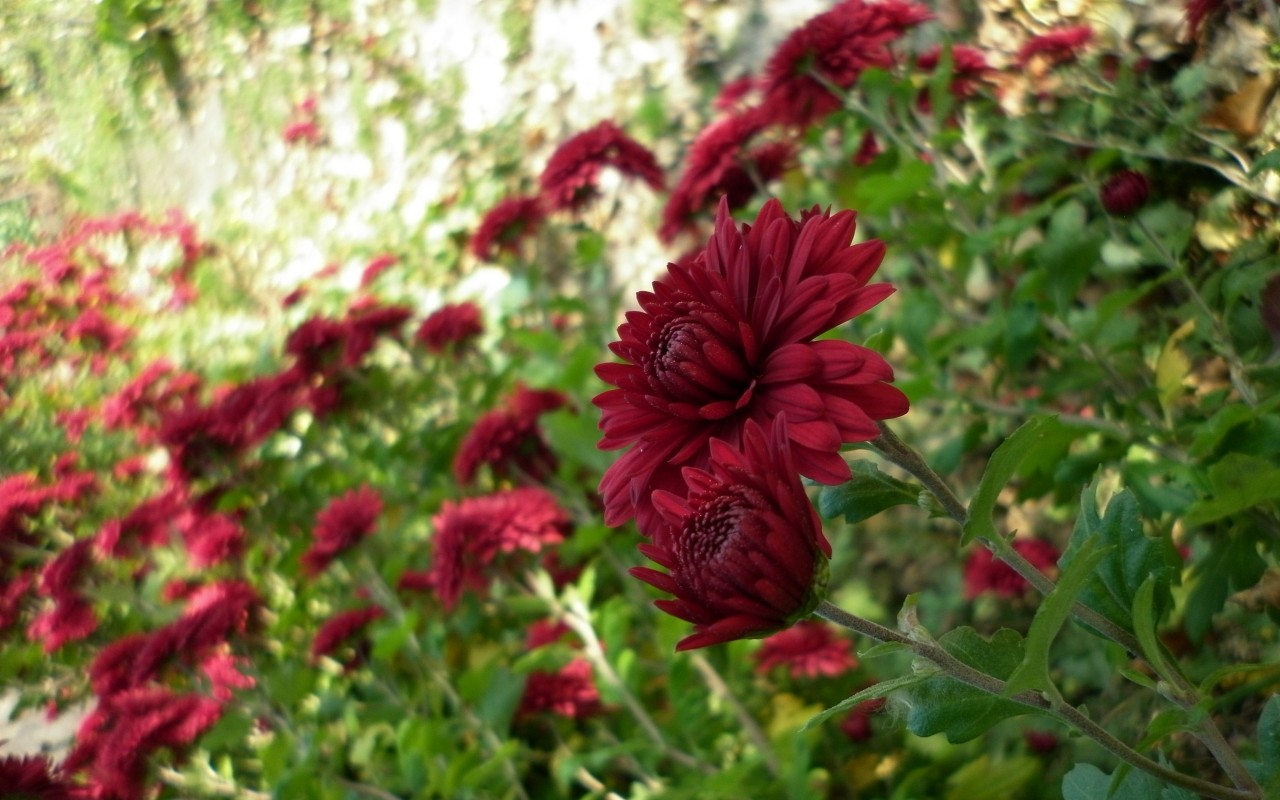 Красивые бордовые цветы 1280x800