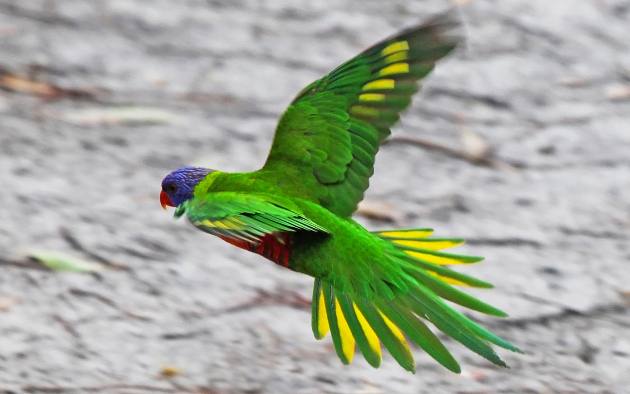 Летящий зеленый попугай 1280x800