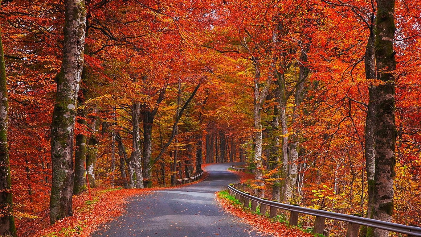 Дорога в красно-желтом осеннем лесу 1366x768