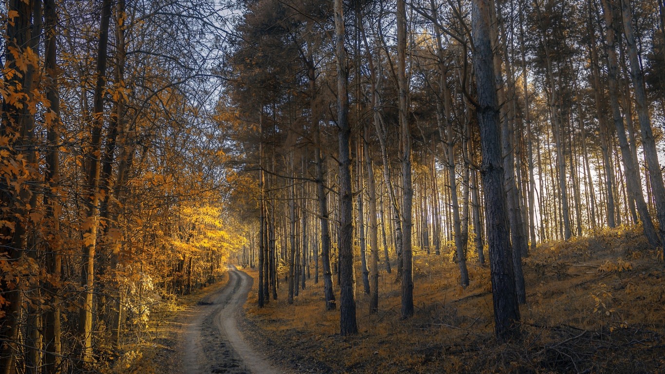 Дорога в лесу осенью 1366x768