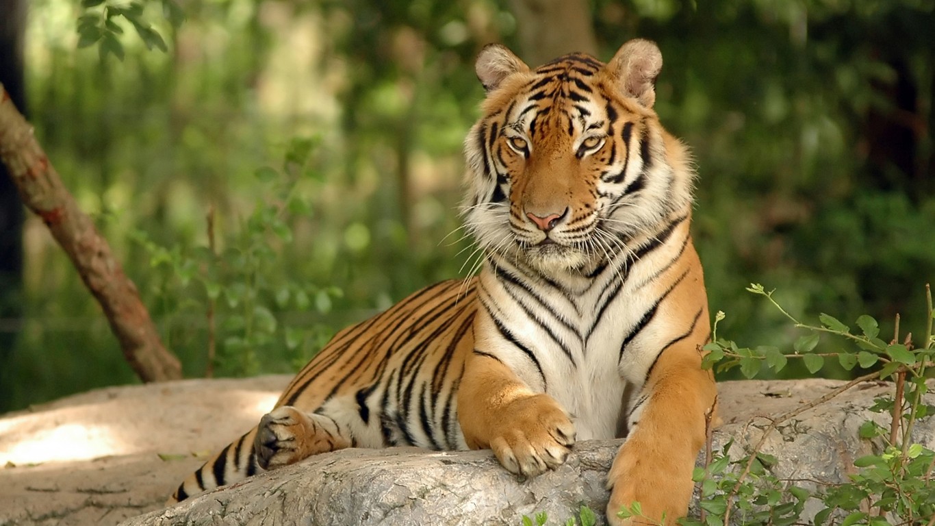 Тигр отдыхает в тени 1366x768