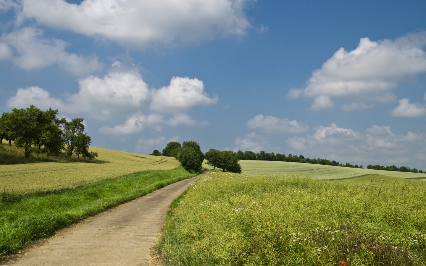 Дорога в зеленом летнем поле 1440x900