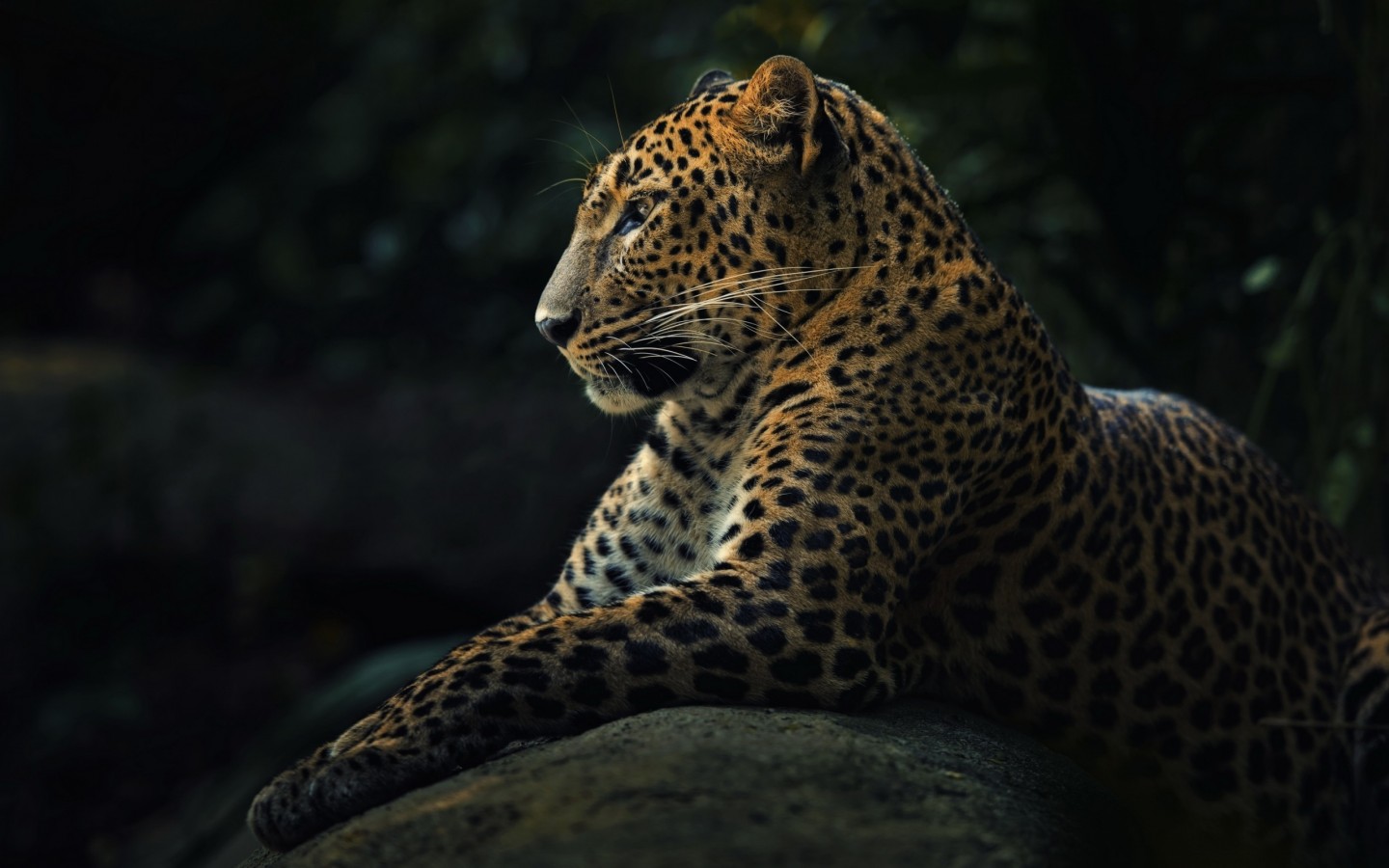 Грациозный леопард 1440x900
