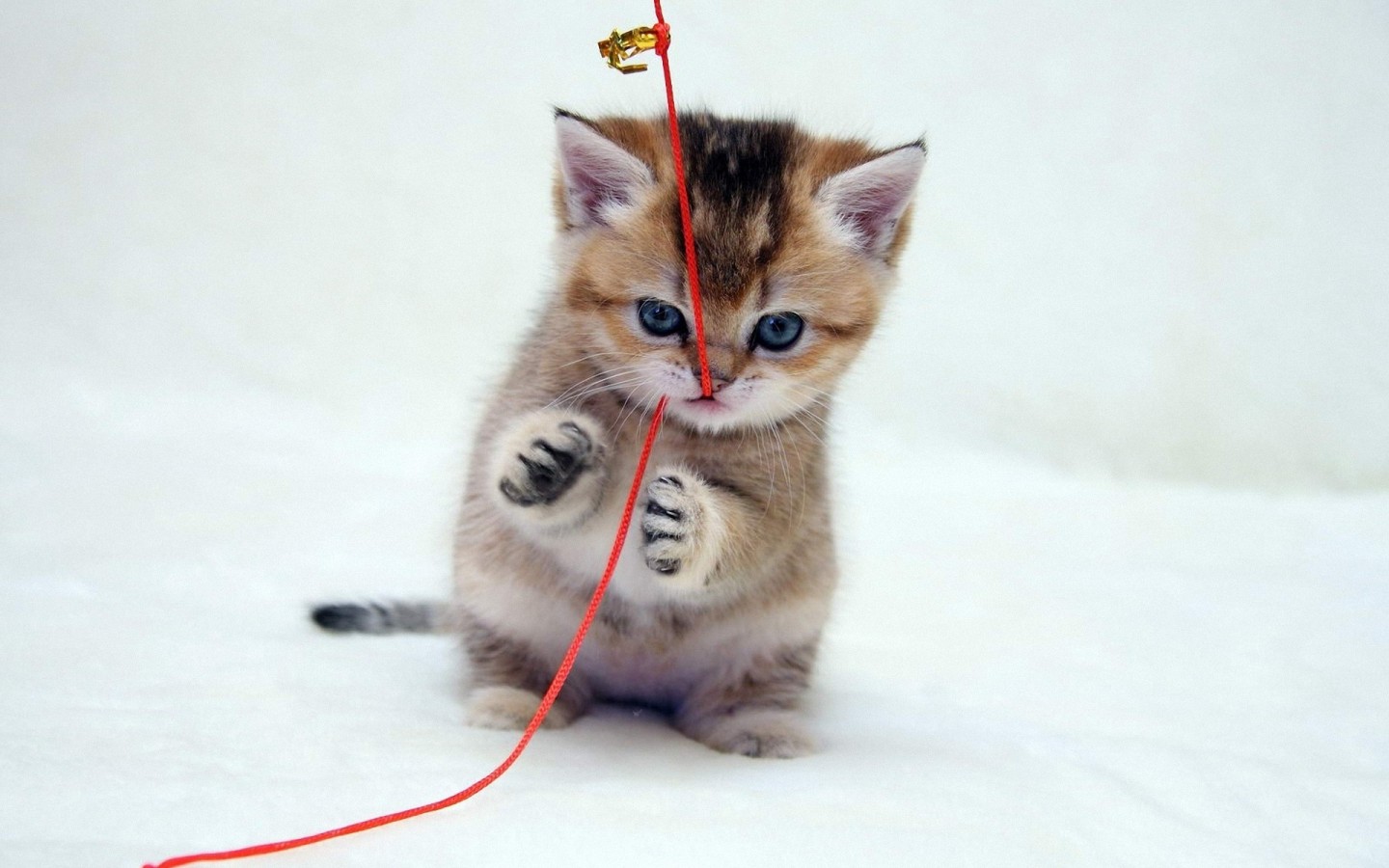 Котенок играет с веревкой 1440x900
