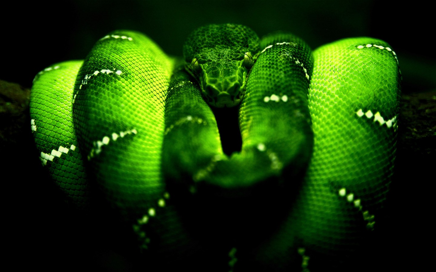 Опасная зеленая змея 1440x900
