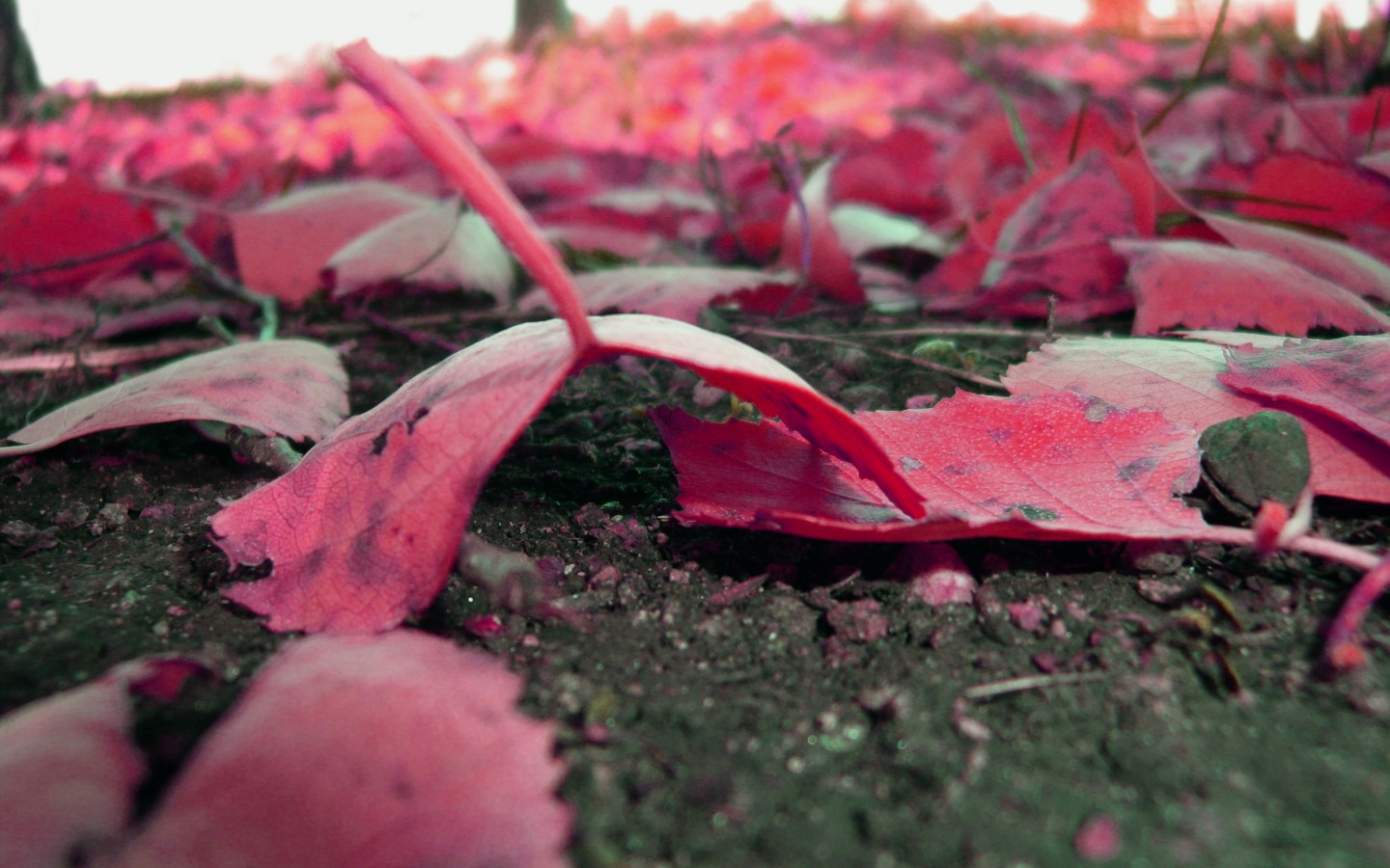Опавшие красные листья 1440x900
