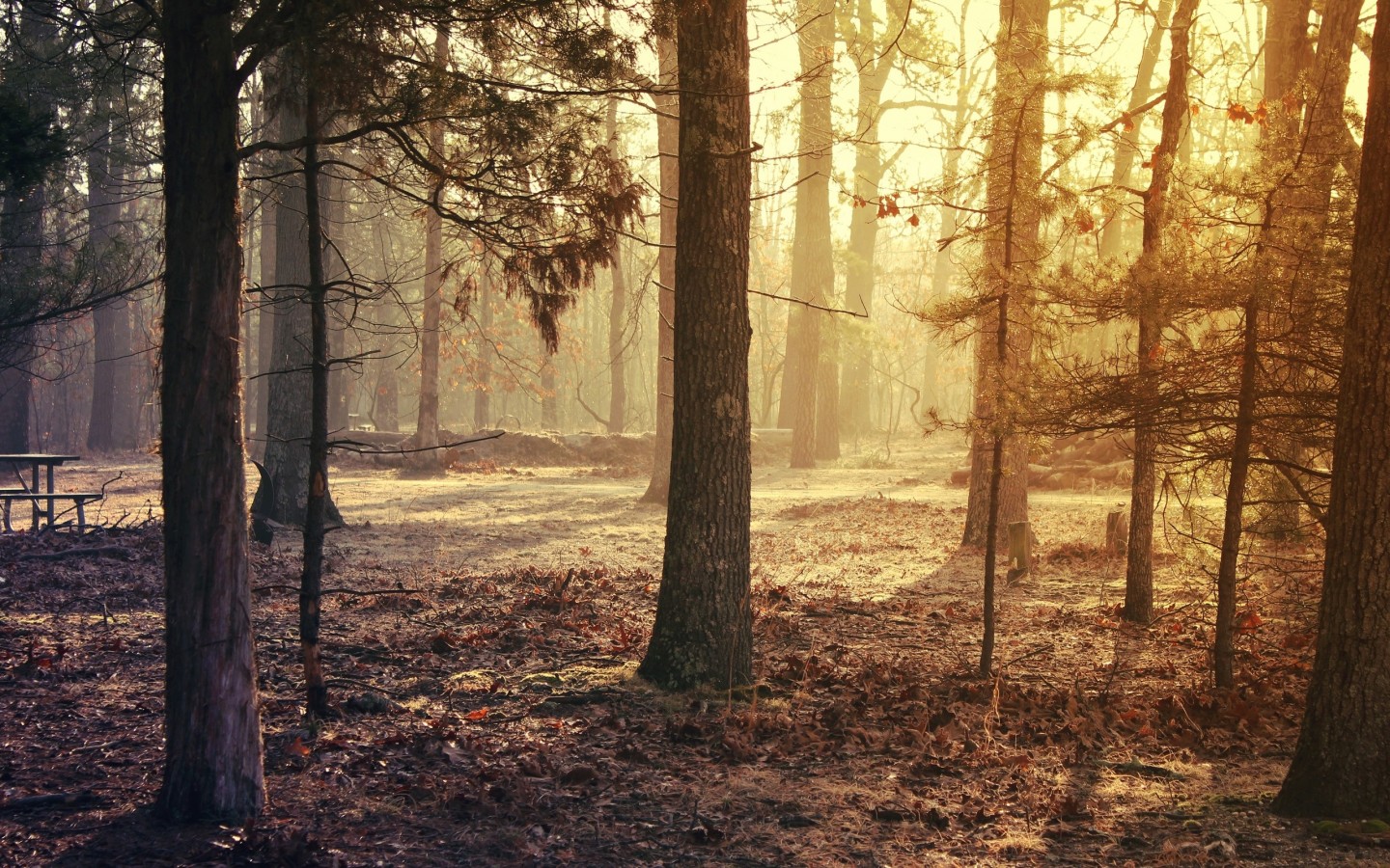 Солнечный осенний лес 1440x900