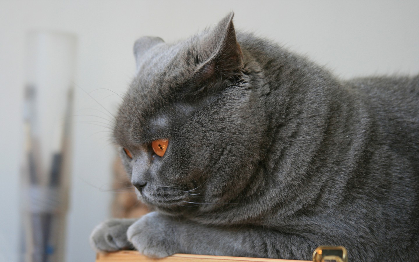 Толстый серый кот 1440x900