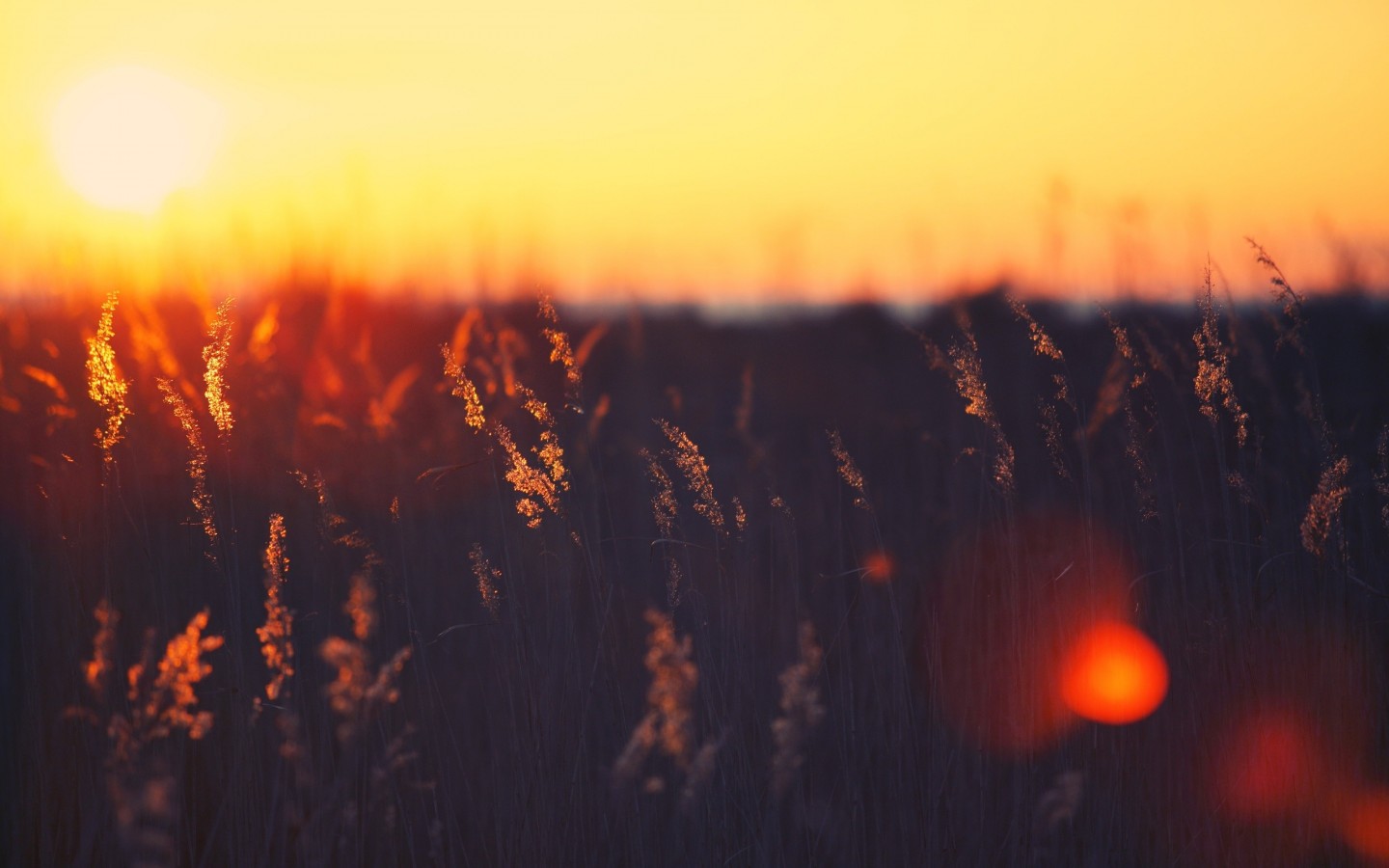 Травинки в поле в лучах солнца 1440x900