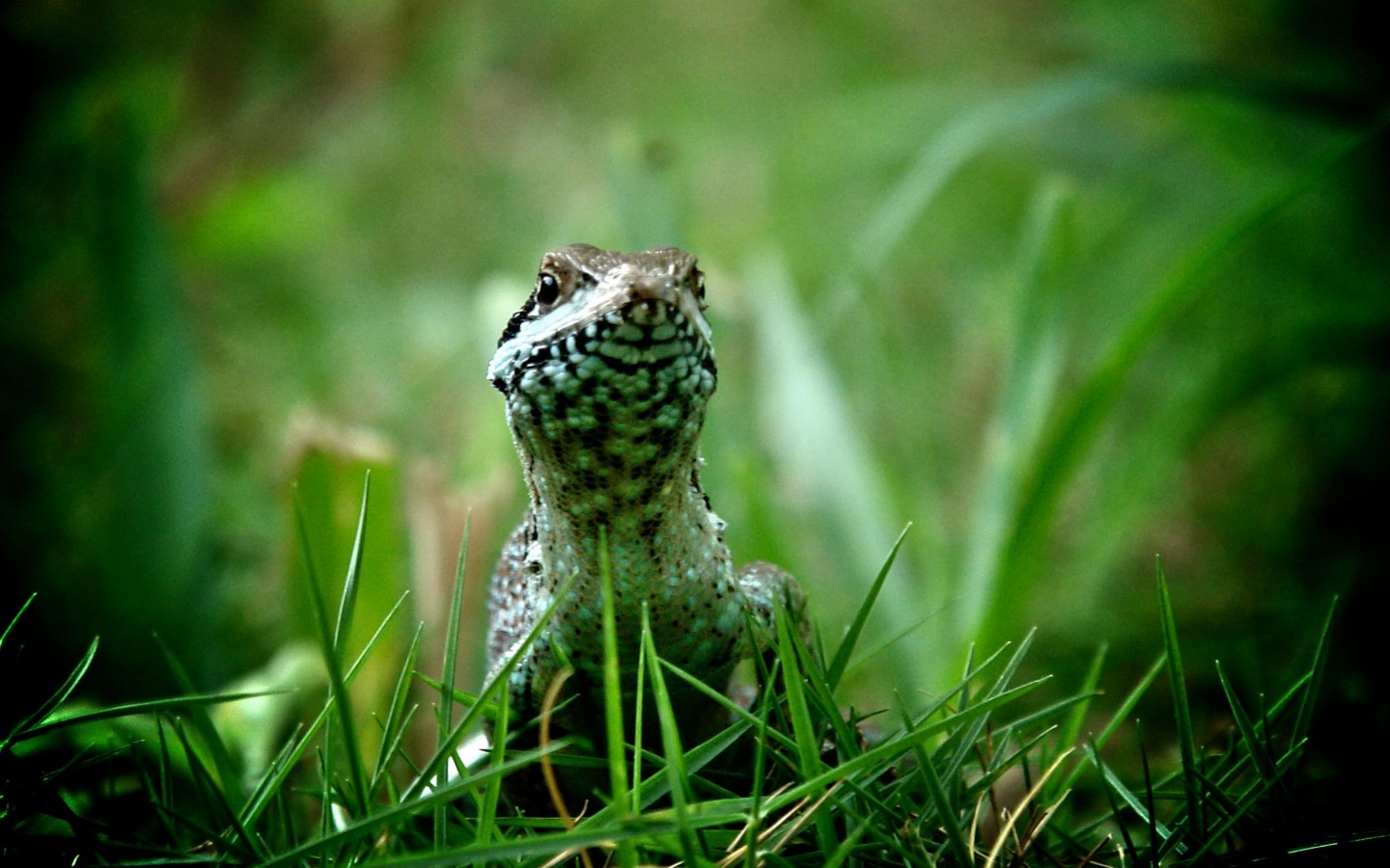 Ящерица в траве 1440x900