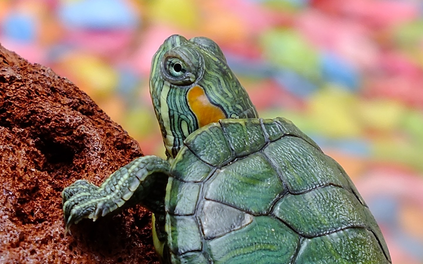 Зеленая черепаха 1440x900