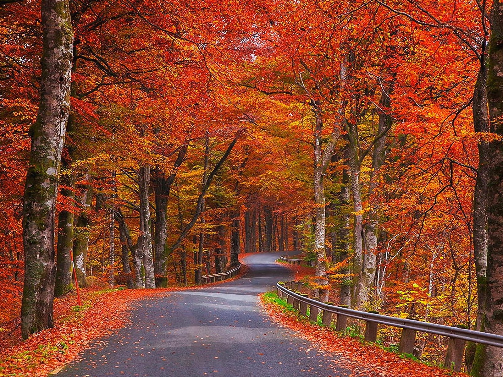 Дорога в красно-желтом осеннем лесу 1600x1200