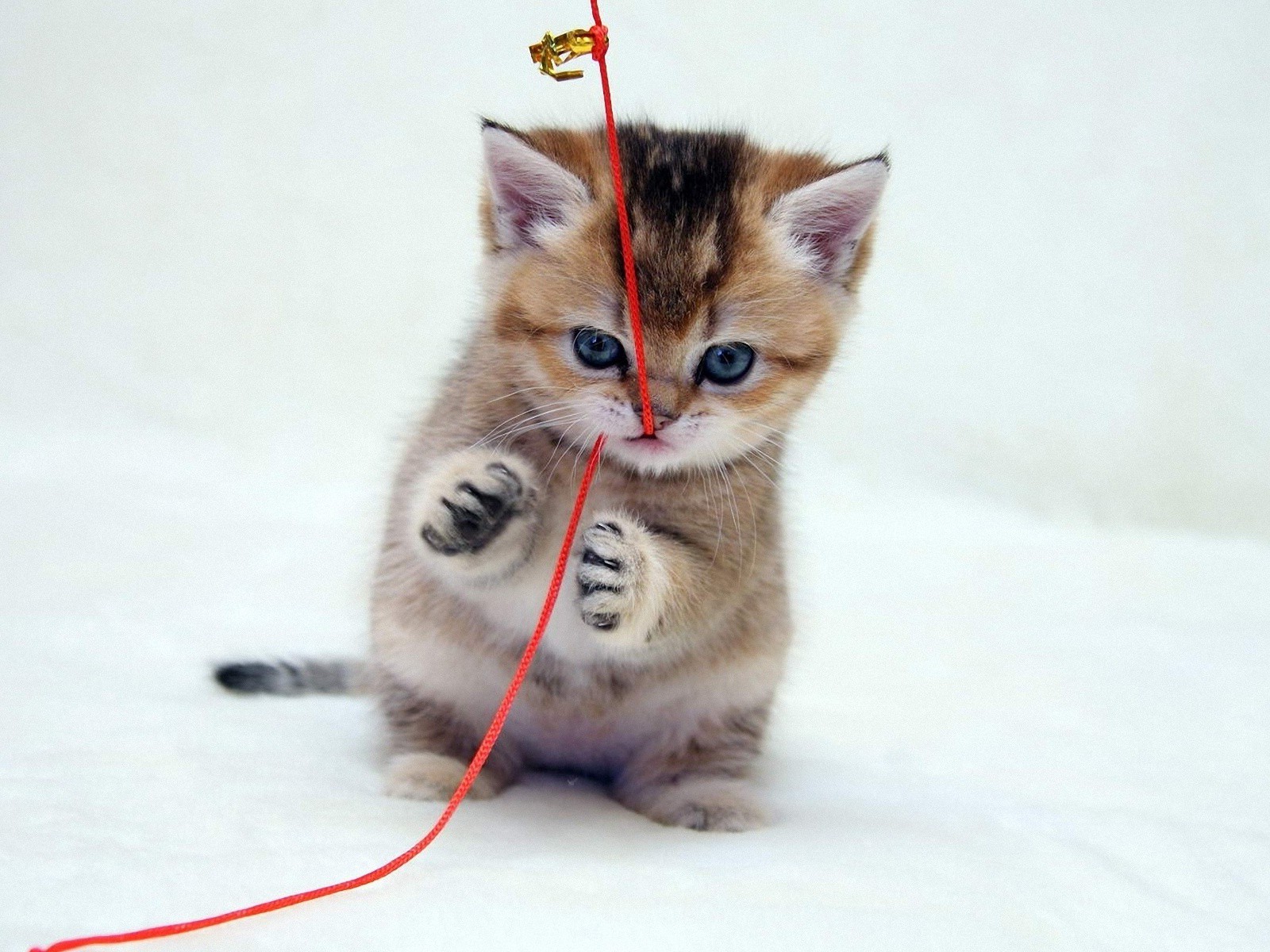 Котенок играет с веревкой 1600x1200