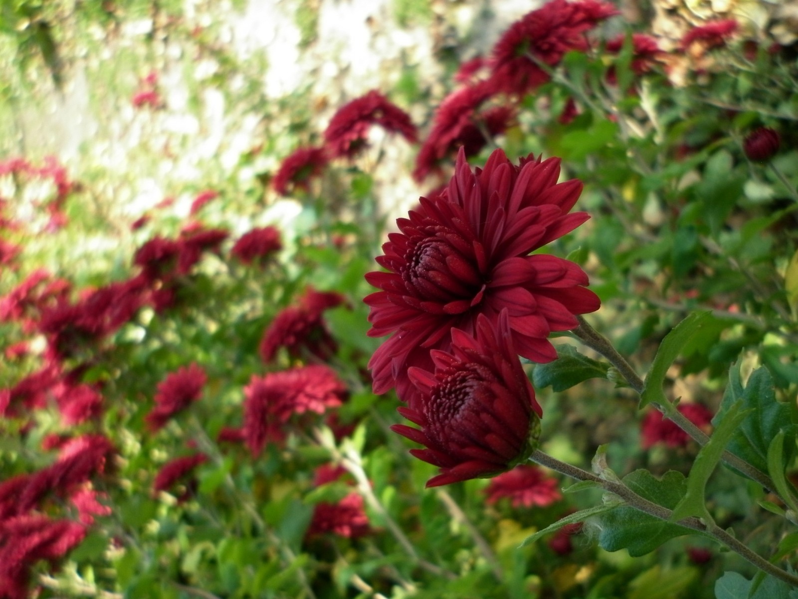 Красивые бордовые цветы 1600x1200