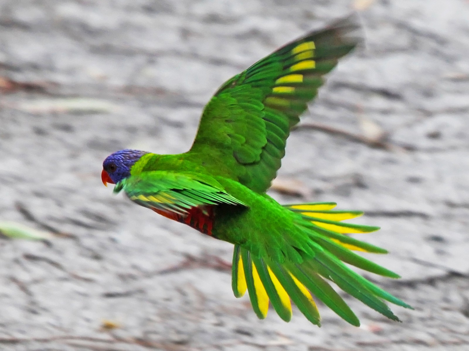 Летящий зеленый попугай 1600x1200