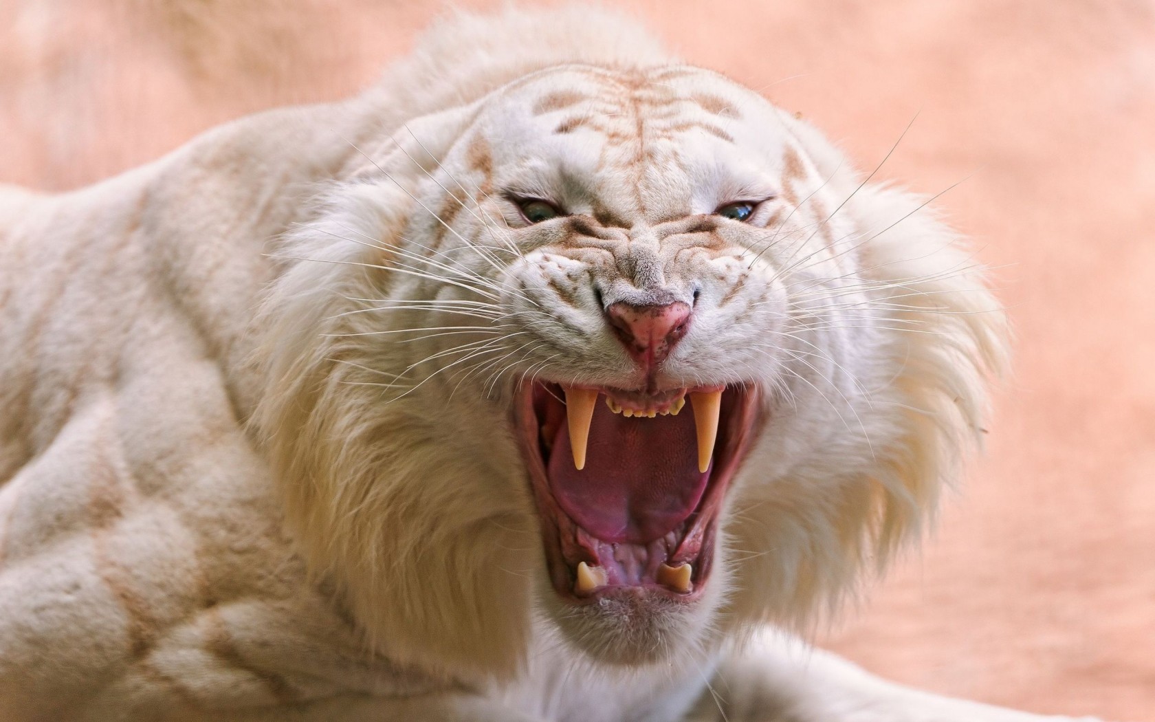 Злобный белый тигр 1680x1050
