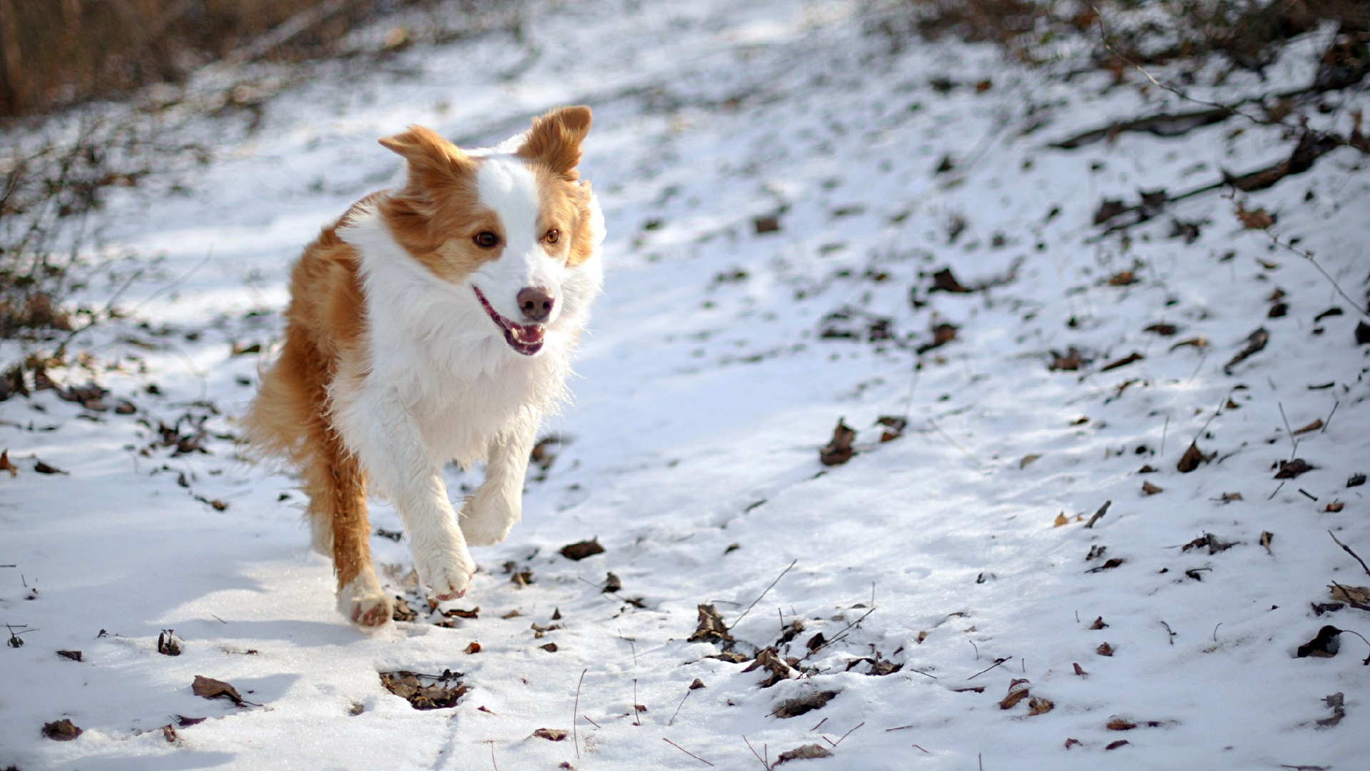 Бело-рыжая собака бежит по снегу 1920x1080