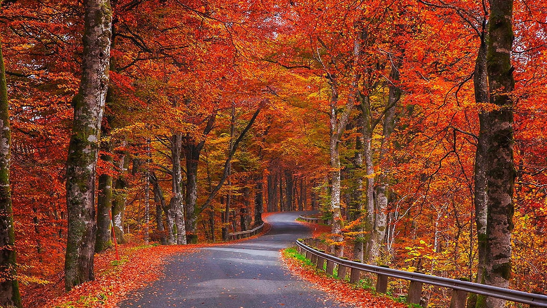Дорога в красно-желтом осеннем лесу 1920x1080