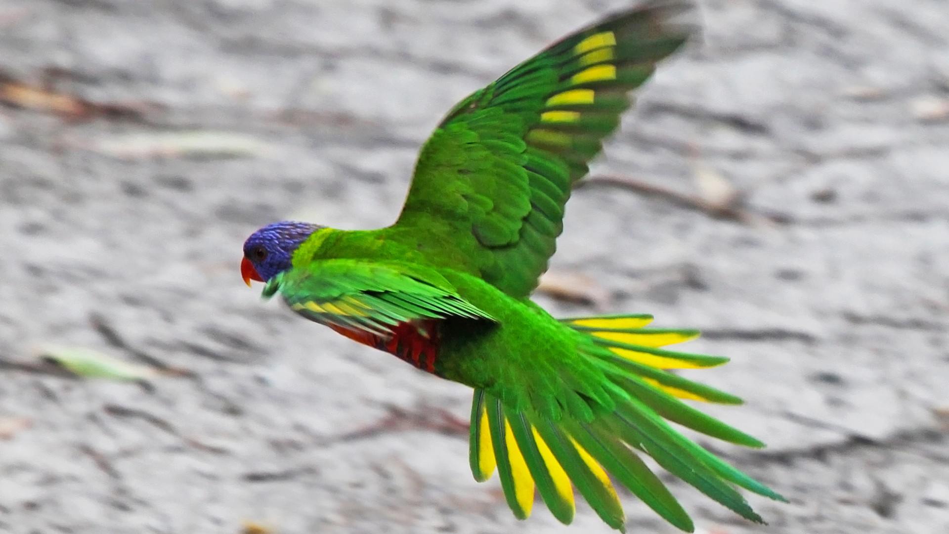 Летящий зеленый попугай 1920x1080