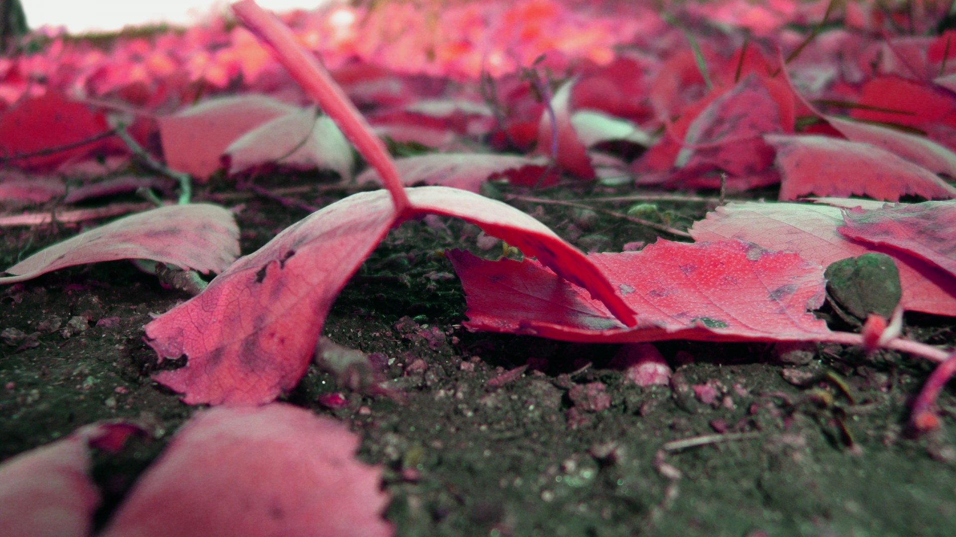 Опавшие красные листья 1920x1080