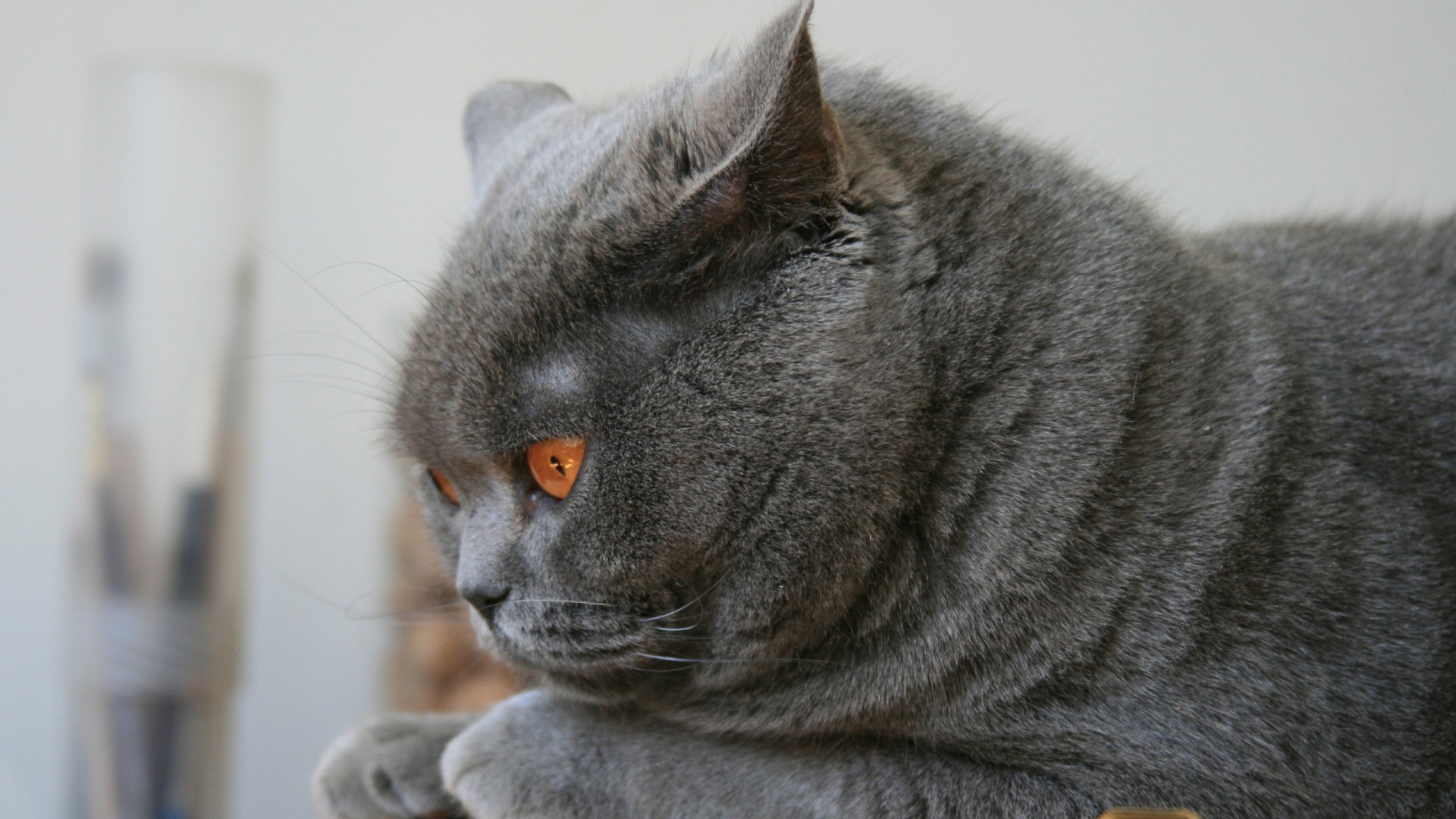 Толстый серый кот 1920x1080