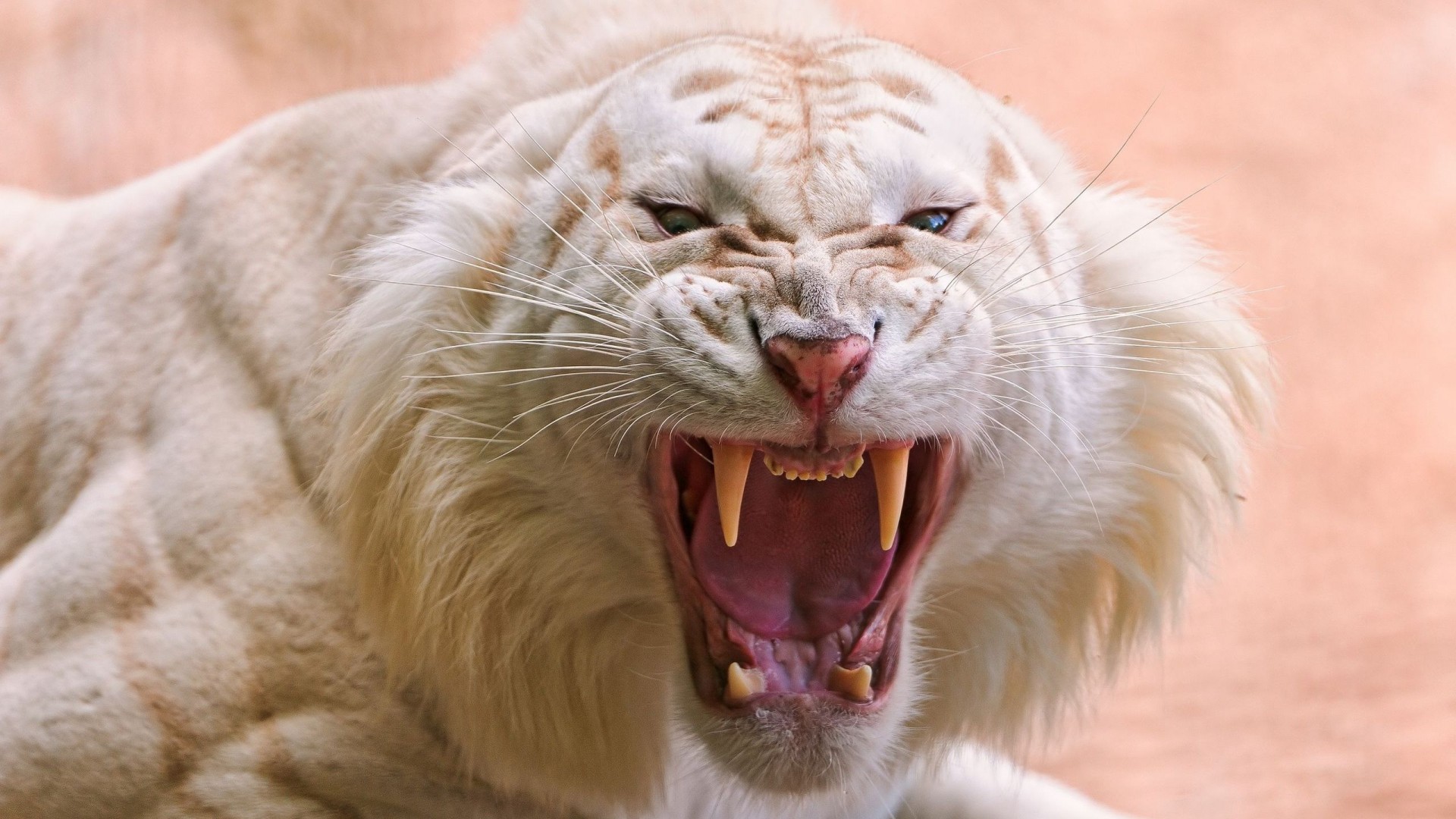Злобный белый тигр 1920x1080
