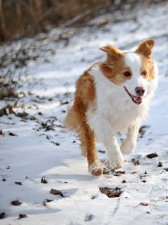 Бело-рыжая собака бежит по снегу 240x320