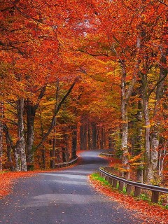 Дорога в красно-желтом осеннем лесу 240x320