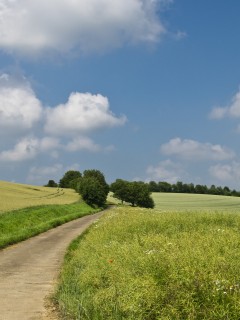 Дорога в зеленом летнем поле 240x320