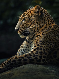 Грациозный леопард 240x320