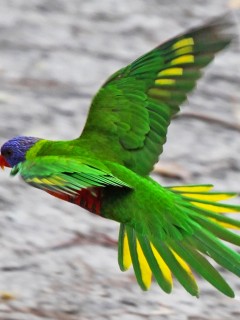 Летящий зеленый попугай 240x320