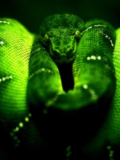 Опасная зеленая змея 240x320