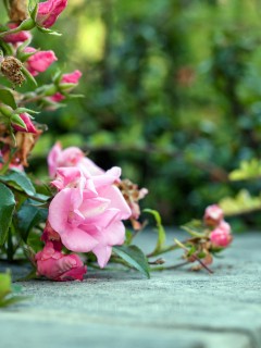 Розовые цветы на кусте 240x320