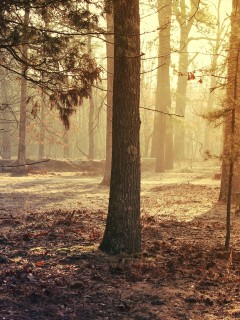 Солнечный осенний лес 240x320
