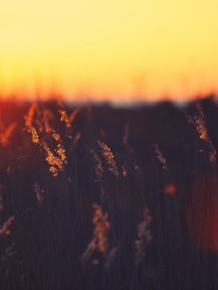 Травинки в поле в лучах солнца 240x320