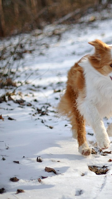 Бело-рыжая собака бежит по снегу 360x640