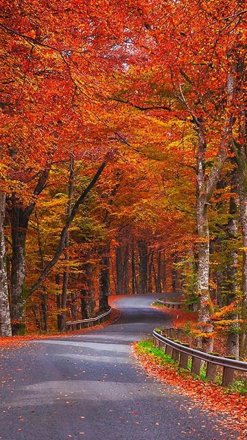 Дорога в красно-желтом осеннем лесу 360x640