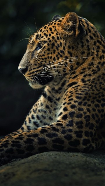 Грациозный леопард 360x640