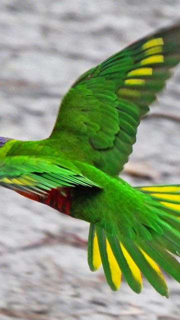 Летящий зеленый попугай 360x640