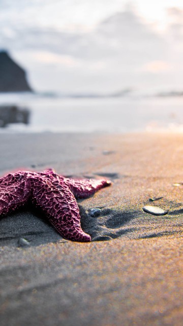 Морская звезда на песке 360x640
