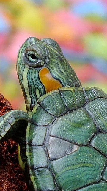 Зеленая черепаха 360x640