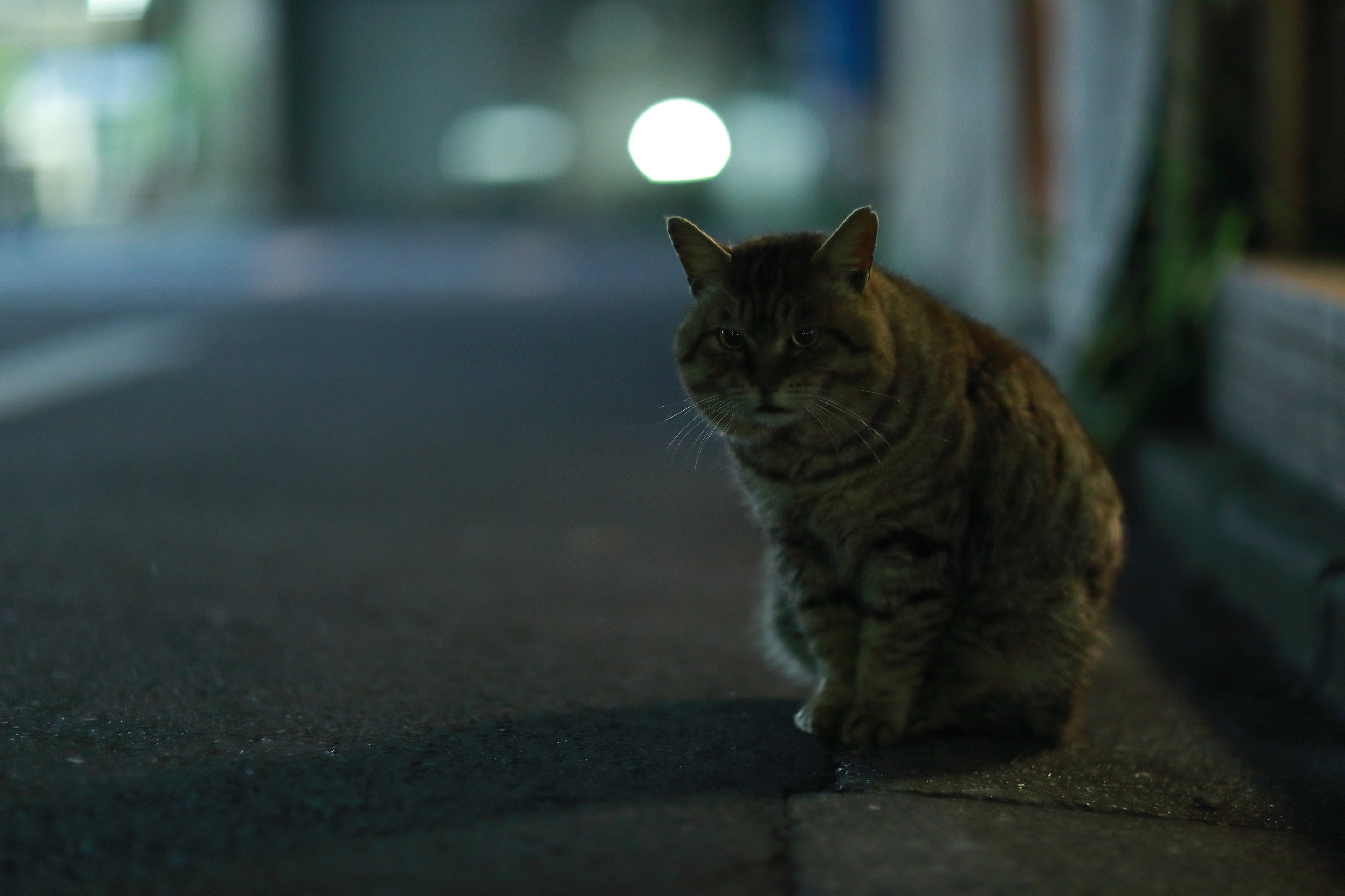 Hello street cat live. Кот ночью. Кошка на улице ночью. Серый кот на улице. Коты в ночном городе.