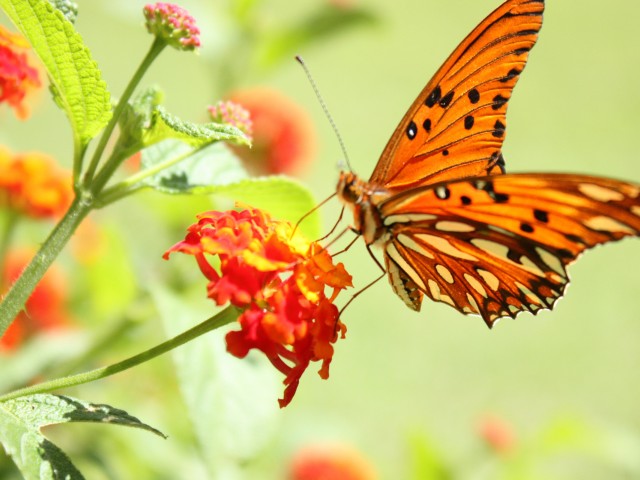 Бабочка на цветке 640x480