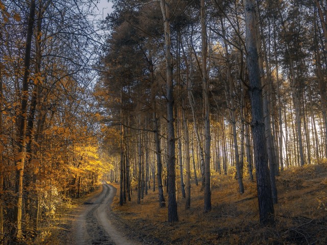Дорога в лесу осенью 640x480