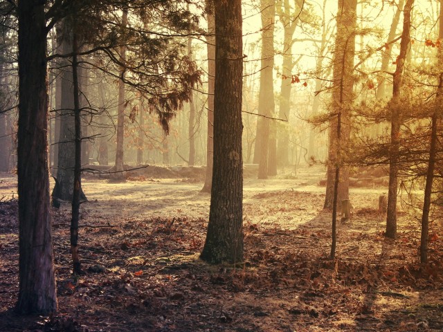 Солнечный осенний лес 640x480