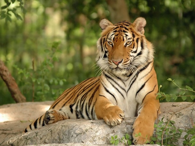 Тигр отдыхает в тени 640x480