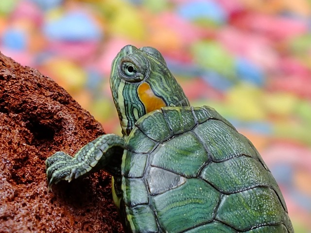 Зеленая черепаха 640x480