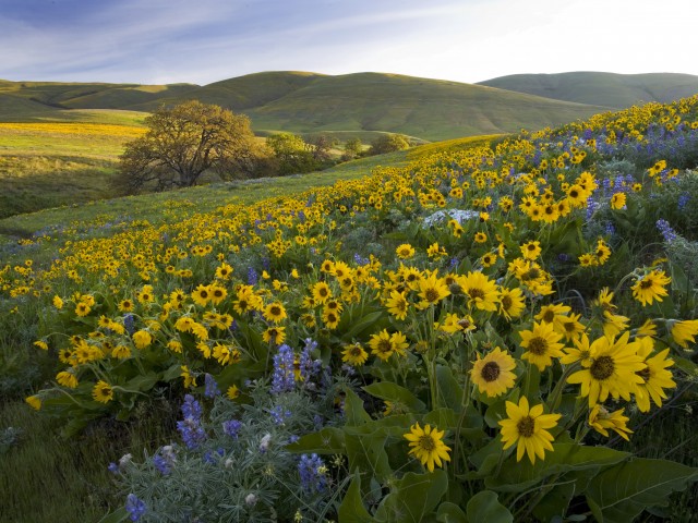 Желтые цветы на холмах 640x480