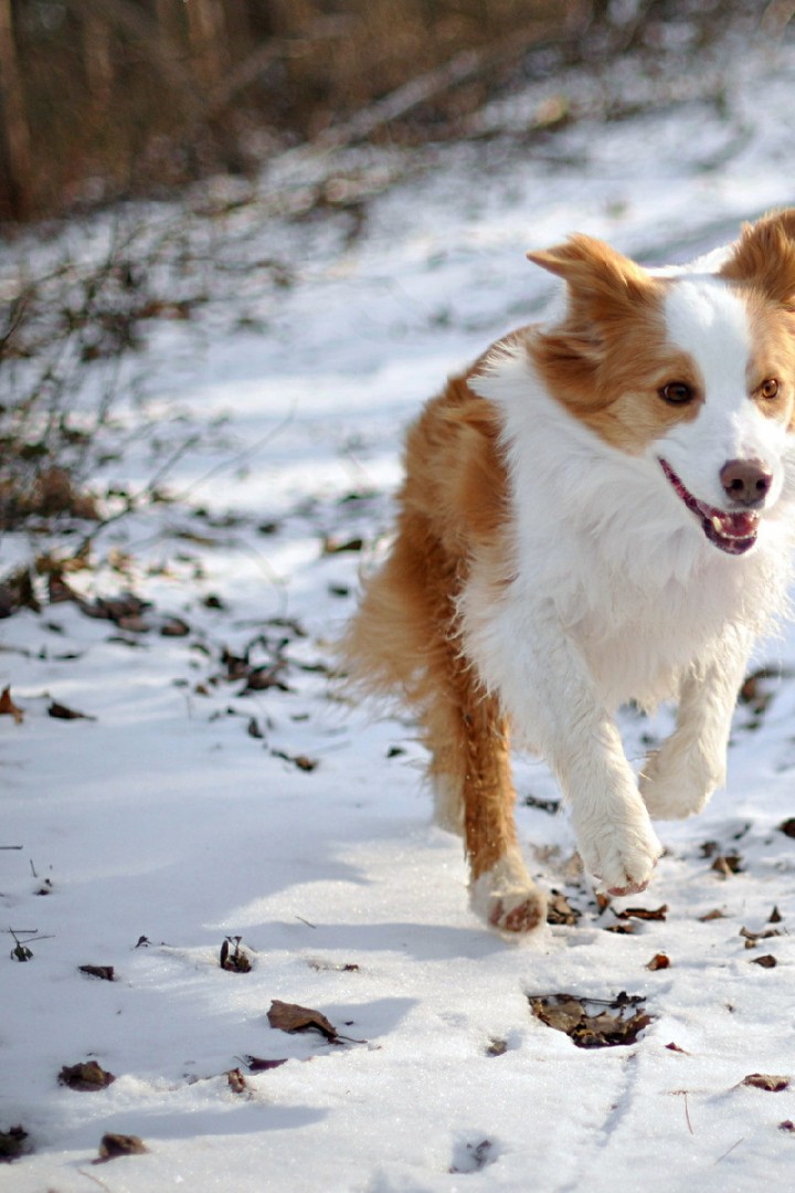 Бело-рыжая собака бежит по снегу 720x1080