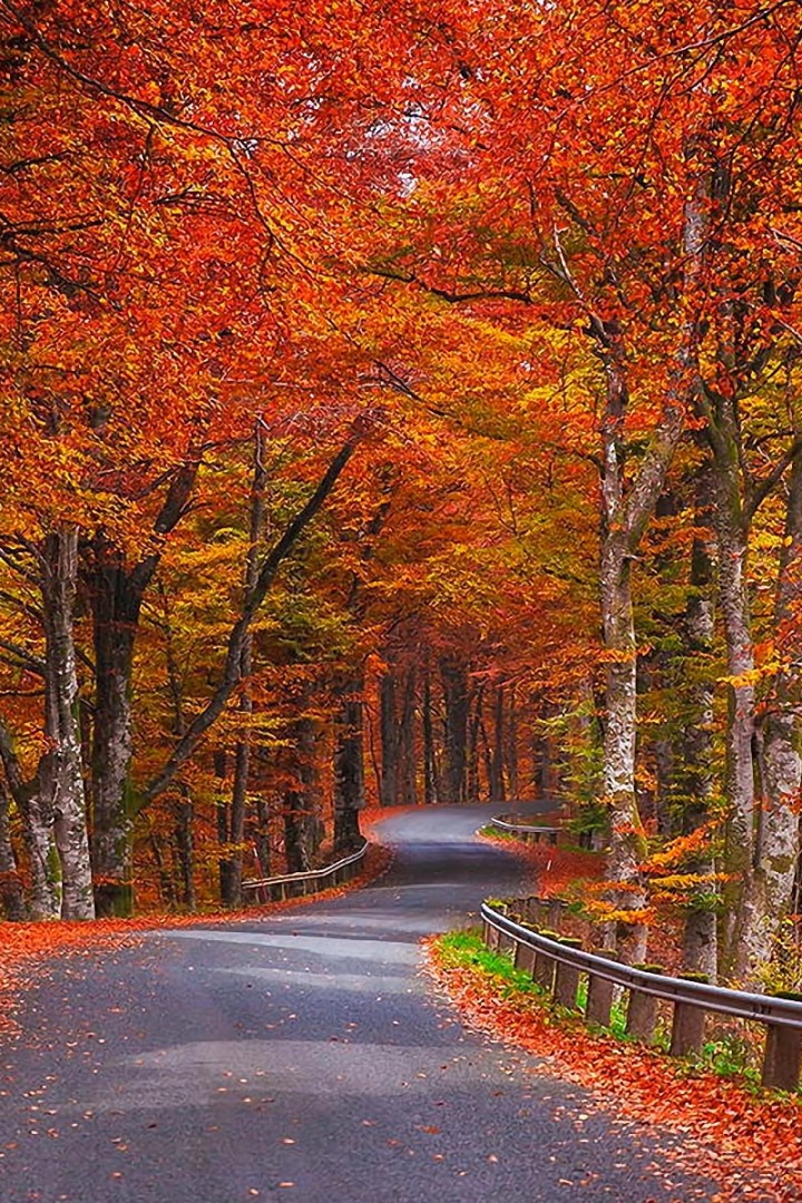 Дорога в красно-желтом осеннем лесу 720x1080